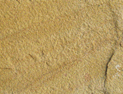 lalitpur yellow sandstones, natural sandstone of lalitpur yellow, lalitpur yellow natural stones, natural stones, natural lalitpur yellow sandstone